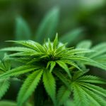 Vibrant close-up of a cannabis plant showcasing lush green leaves and natural growth outdoors.