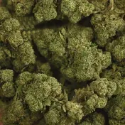 Résine CBD Ketama Gold 40 %
